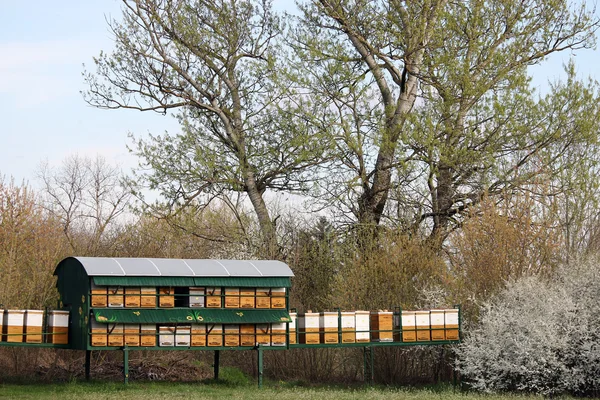 Colmena de abejas en agricultura de campo — Foto de Stock