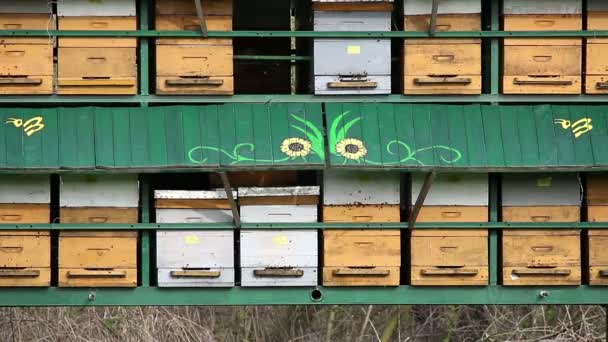 Bee hive agriculture — Stock Video