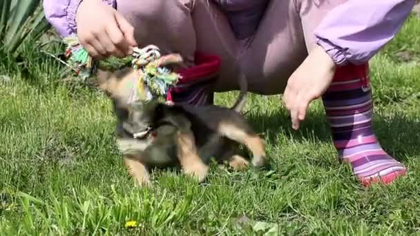 Счастливый щенок играет с собакой — стоковое видео
