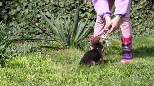 Küçük kız ve köpek yavrusu ip ile oynamak — Stok video