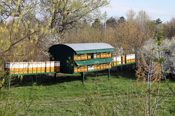 Bee Hive Field Agriculture Farming — Stock Photo, Image