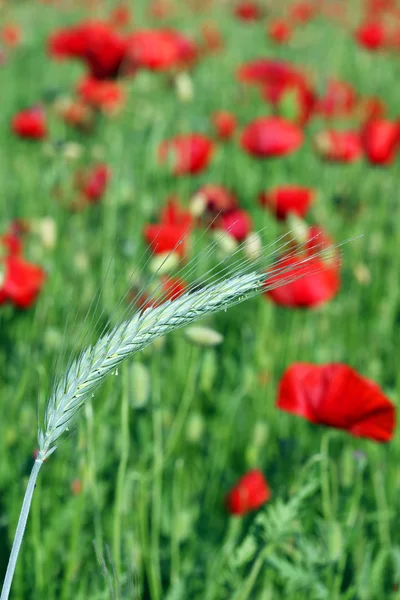 Grön vete närbild vårsäsongen — Stockfoto