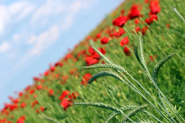 Grüne Weizen und Mohn Blumenfeld Landschaft — Stockfoto