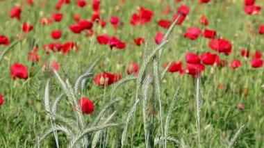 Yeşil buğday tarım bahar mevsimi