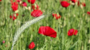 Yeşil buğday yakın tarım kadar
