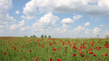 haşhaş çiçekleri ve mavi gökyüzü bulutlar manzara ile