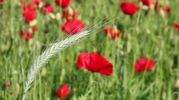 Grano verde primo piano agricoltura — Video Stock