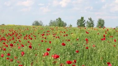 Bahar çayır haşhaş çiçekler ve ağaçlar ile