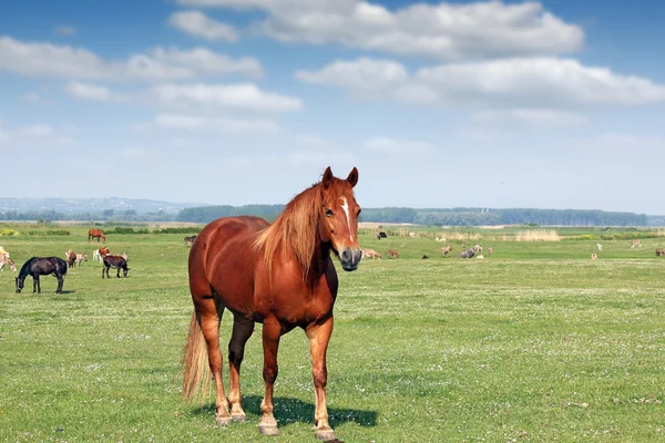 Brown horse on pasture summer season — Stock Photo, Image