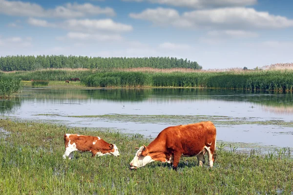 Cow and calf on pasture near river — Stock Photo, Image