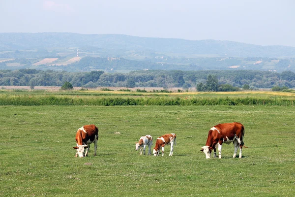 Αγελάδες και μοσχάρι ελευθέρας βοσκής θερινής περιόδου — Φωτογραφία Αρχείου