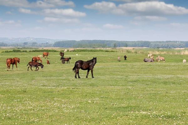 Cavalos e jumentos em pasto — Fotografia de Stock