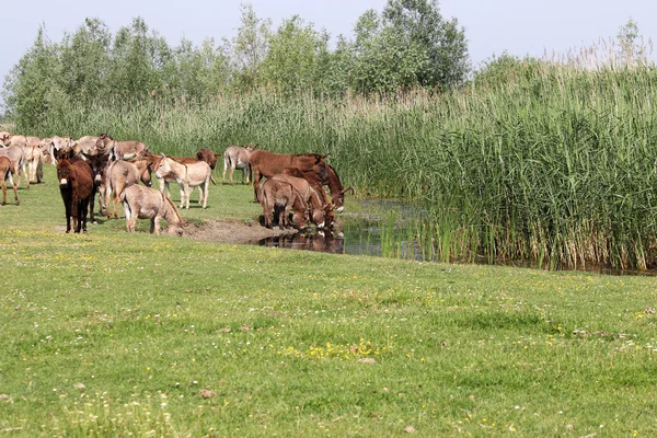 群的驴喝水 — 图库照片