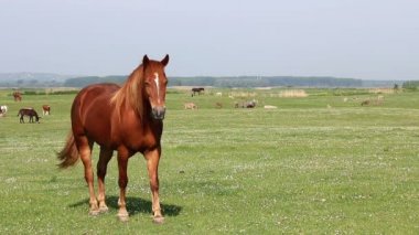 Kahverengi at çayırda