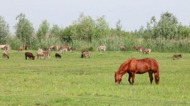 mera üzerinde kahverengi aygır