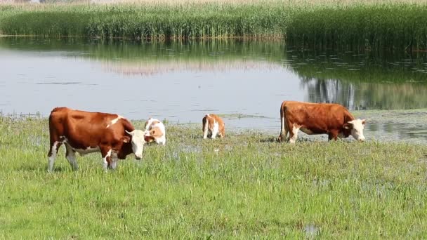 Vacche e vitelli al pascolo vicino al fiume — Video Stock