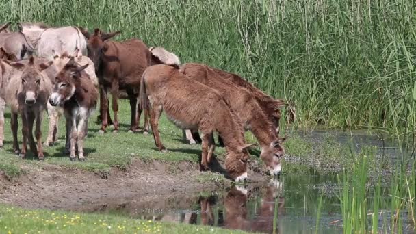 Donkeys drink water — Stock Video