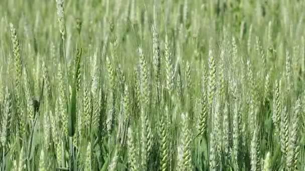 Green wheat agriculture — Stock Video