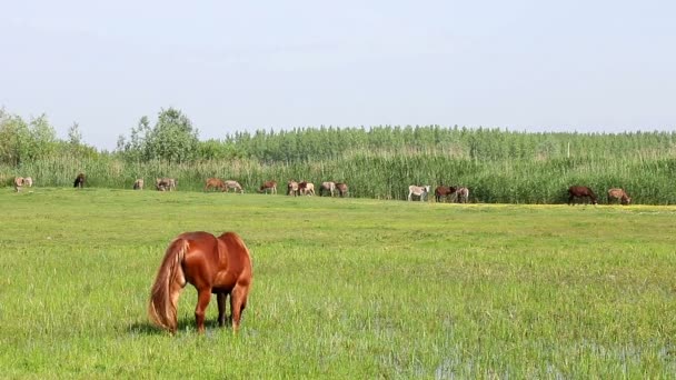 Выпас лошадей на зеленом поле — стоковое видео
