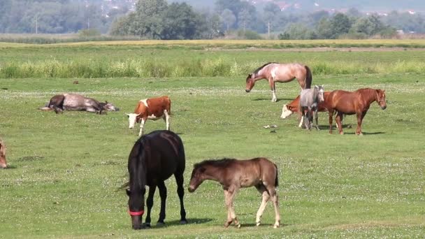 Caballos potro y vacas en el pasto — Vídeo de stock