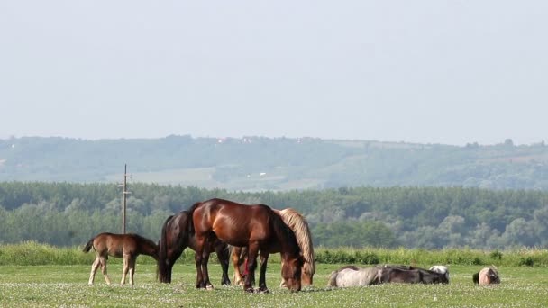 Paarden op de weide — Stockvideo