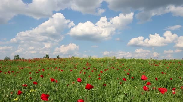 Дикі квіти і блакитне небо з хмарами пейзаж — стокове відео