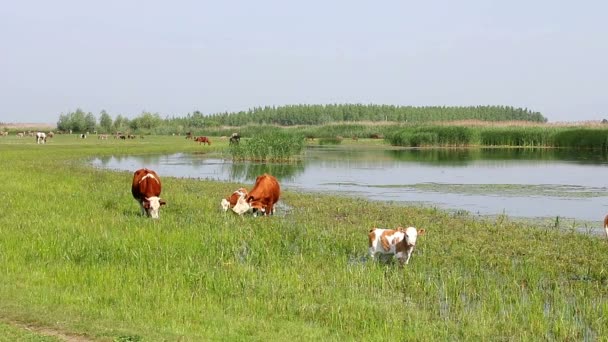 Коровы и телята на пастбищах — стоковое видео
