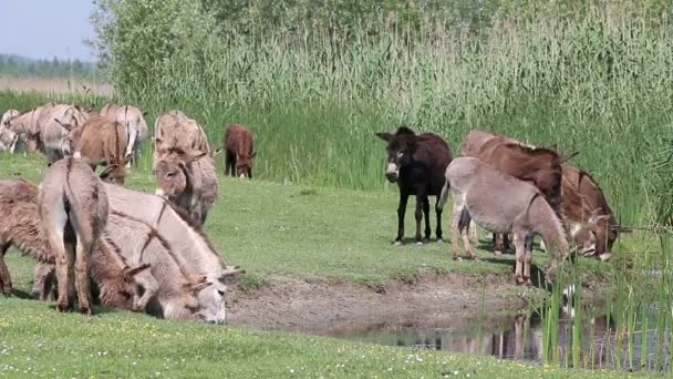 Les ânes boivent l'eau nature — Video