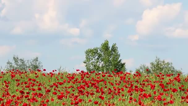 Papaveri fiore prato paesaggio — Video Stock