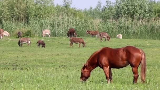 Cavalo e burros em pasto — Vídeo de Stock