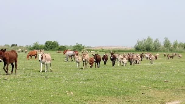 Burros en el campo — Vídeo de stock