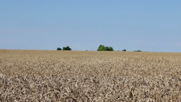 Пшеничні поля сільського господарства — стокове відео