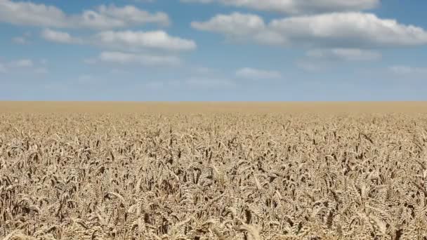 Wheat field landscape — Stock Video