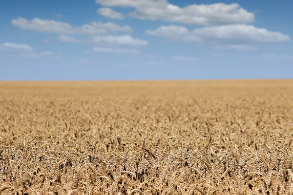 Golden wheat field landscape summer season — Stock Photo, Image
