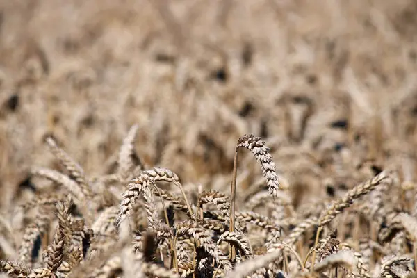 Golden wheat close up summer season — Stock Photo, Image