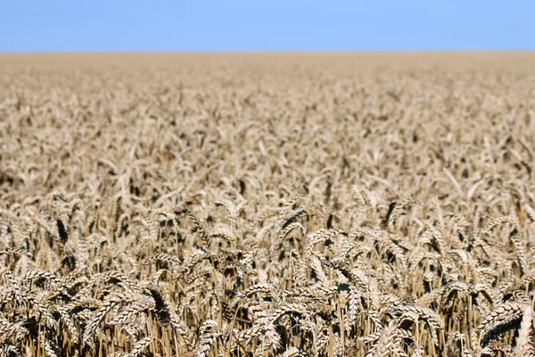 Golden wheat field landscape agriculture — Stock Photo, Image