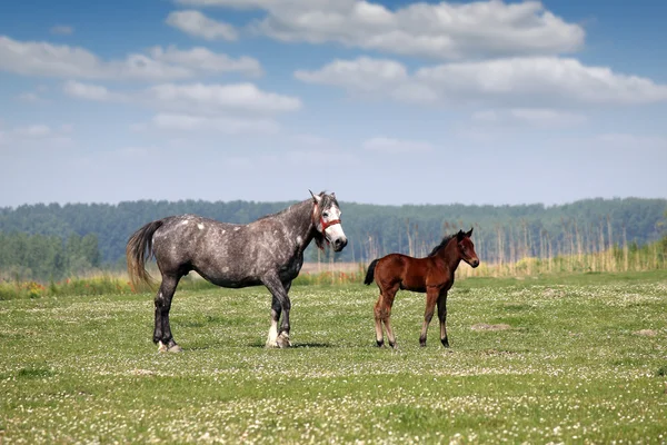 Cavalla e puledro al pascolo — Foto Stock