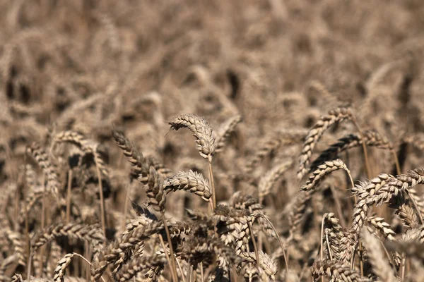 Campo de trigo agricultura temporada de verano — Foto de Stock