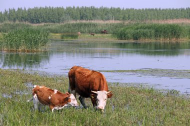 inek ve Dana mera üzerinde 