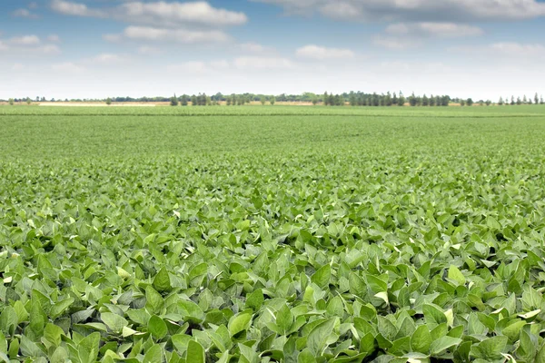 Soya bean field landscape agriculture — Stock Photo, Image