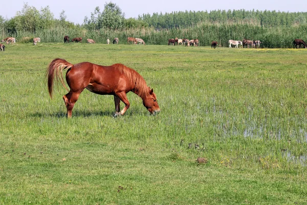 Hnědý kůň na zelené louce letní sezóny — Stock fotografie