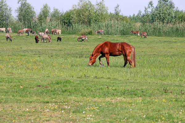 Коричневый конь на пастбище летний сезон — стоковое фото