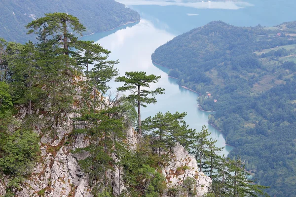 pine trees on Tara mountain landscape