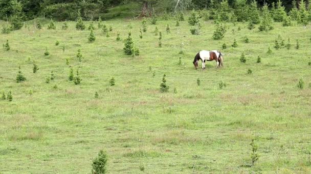 Ló legelő fű, a hegyen — Stock videók