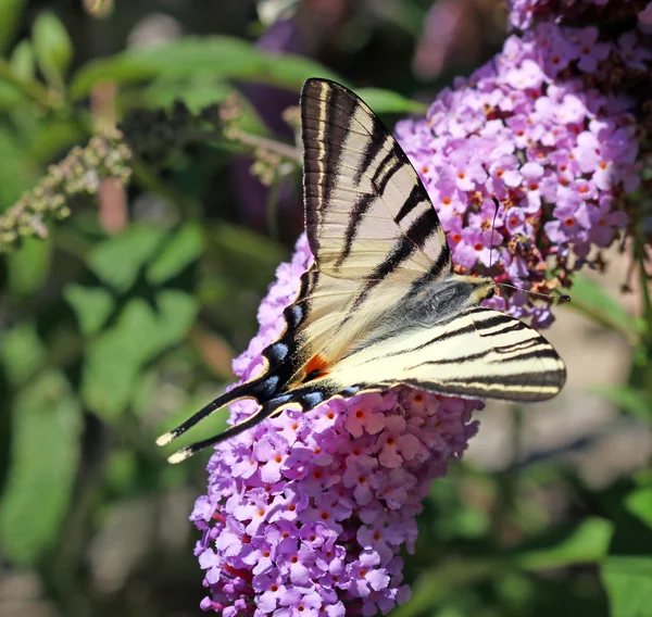 Papillon sur fleur saison estivale — Photo