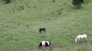 çim dağda otlayan atlar