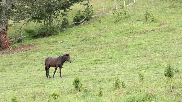 Hnědý kůň pasoucí se na trávě na hoře — Stock video