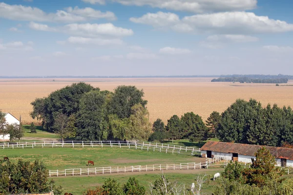 Farma s koňmi v ohradě na šířku — Stock fotografie