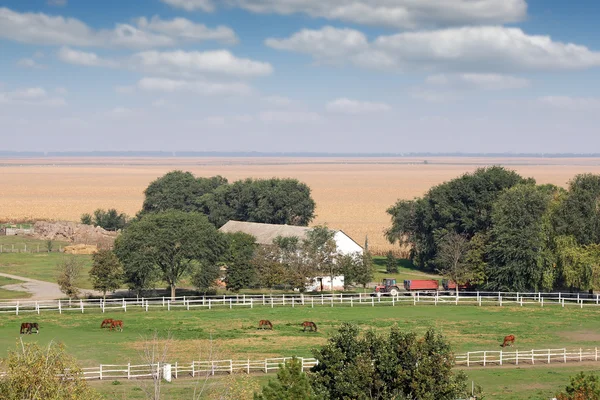 Konie na farmie kraju krajobraz — Zdjęcie stockowe