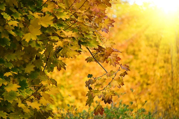 Trees Colorful Leaves Autumn Season — Stock Photo, Image